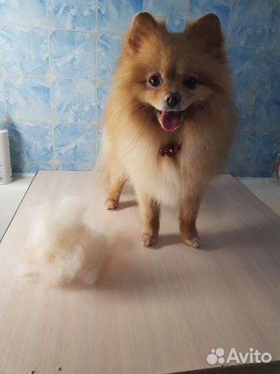 Стрижка собак, экспресс линька кошек. Грумер