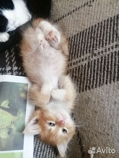 Рыжий котенок мальчик