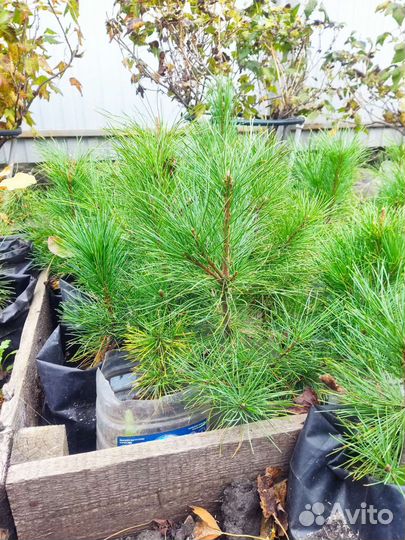 Саженцы кедра