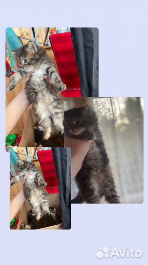 Котята в добрые руки