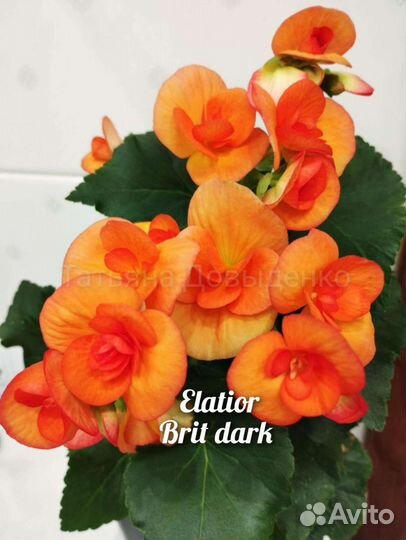 Бегония Элатиор