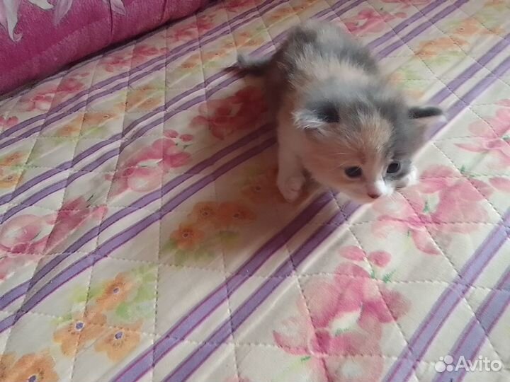 Продаю котят
