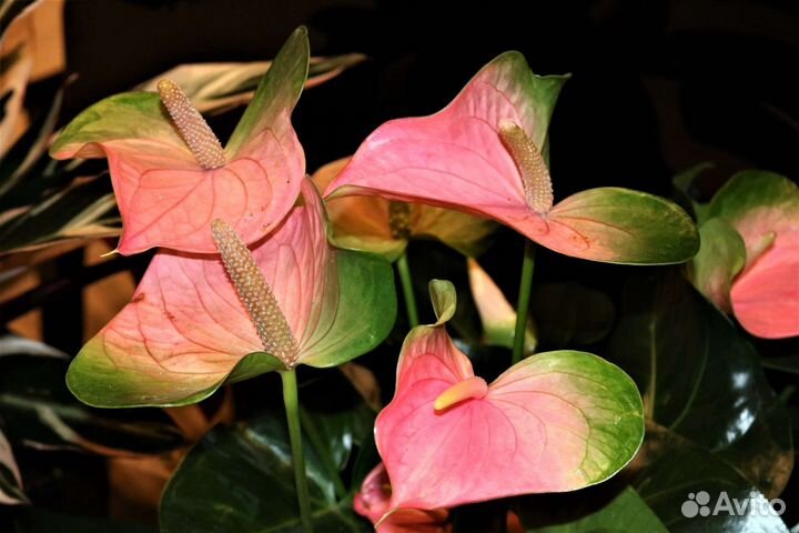 Антуриум в ассортименте