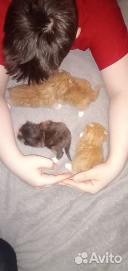 Отдам в добрые руки котят