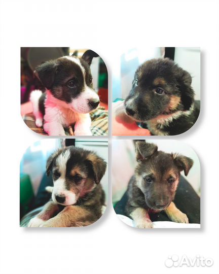 Щенки ищут дом