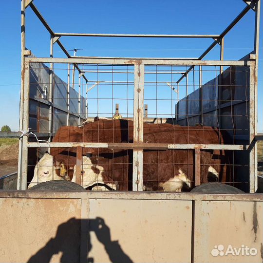 Скотовов,Перевозки грузов