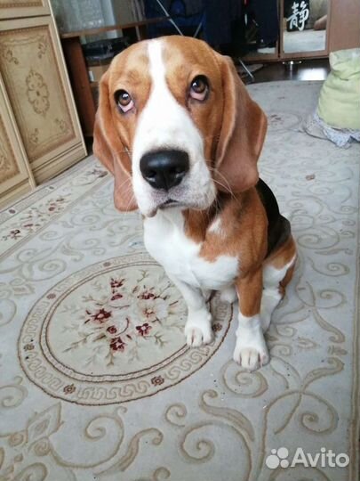 Бигль вязка