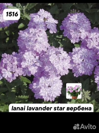 Вербена вегетативная