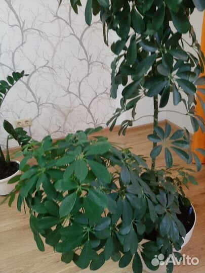 Комнатные цветы шефлера