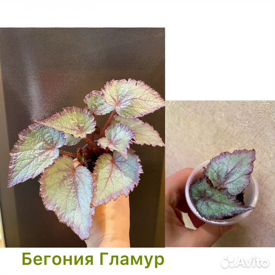 Комнатные растения,цветы.Сциндапсус,бегонии