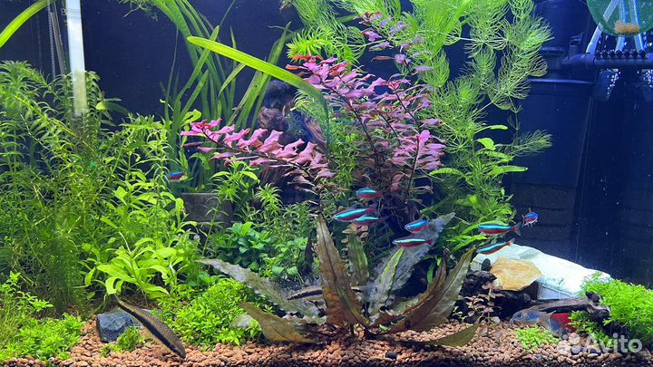 Растения для аквариума