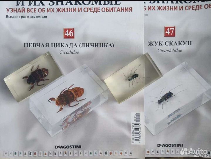 Насекомые и их знакомые