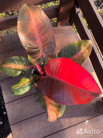 Филодендрон Блек кардинал N 3