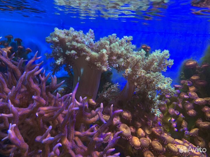 Морские кораллы