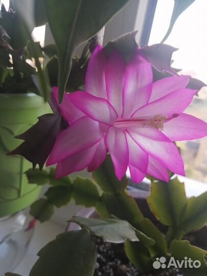 Набор шлюбергеров (декабристов)