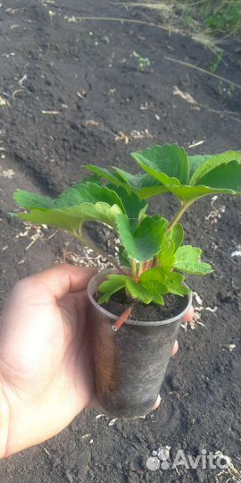 Клубника рассада,саженцы