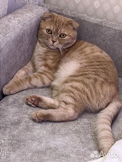 Шотландский вислоухий кот