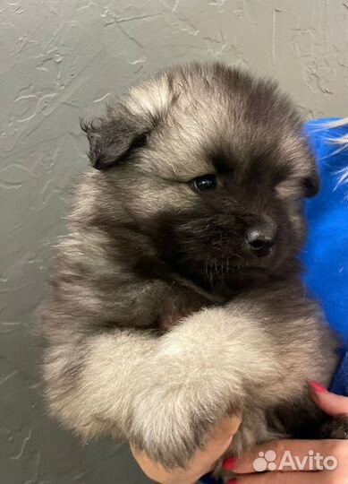 Кеесхонд (вольфшпиц)