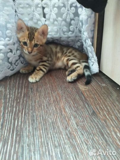 Бенгальские котята