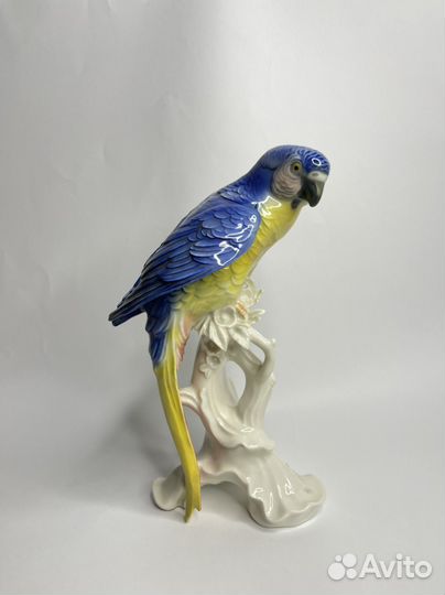 Попугай Karl ens