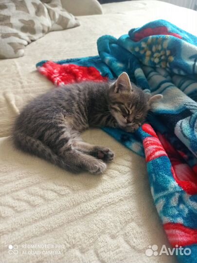 Отдам котика в добрые руки