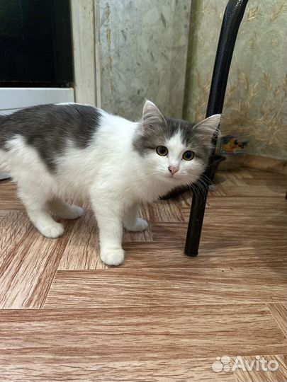 Котенок девочка в добрые руки