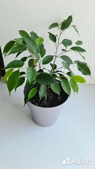 Фикус neon неон в горшке 3 ствола