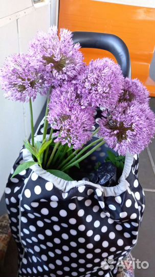 Лук Суворова анзурский