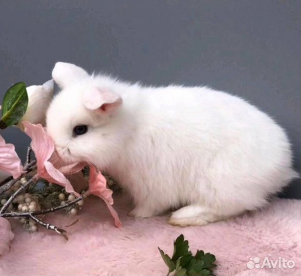 Самый Большой Выбор Кроликов в Питомнике Привитые