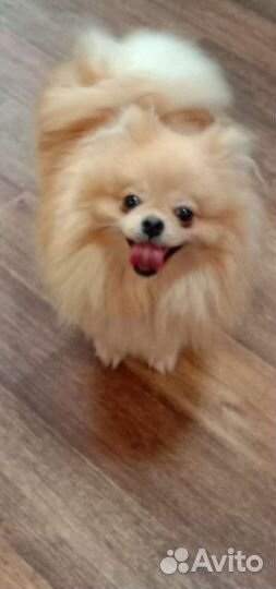 Мини парень