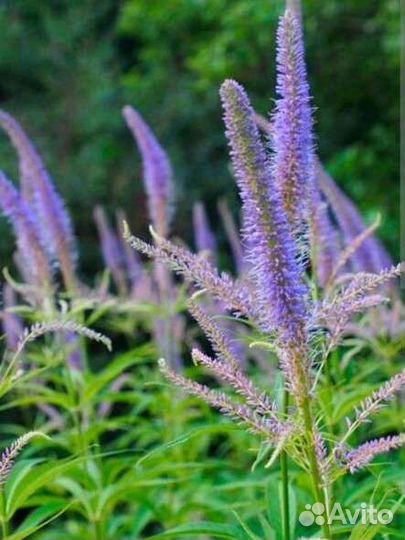 Многолетние цветы