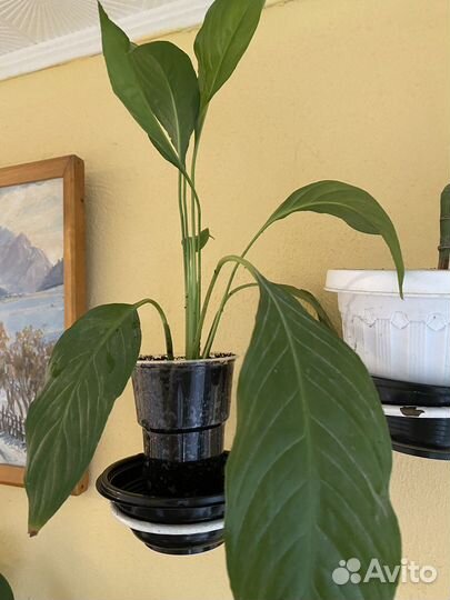 Женское счастье