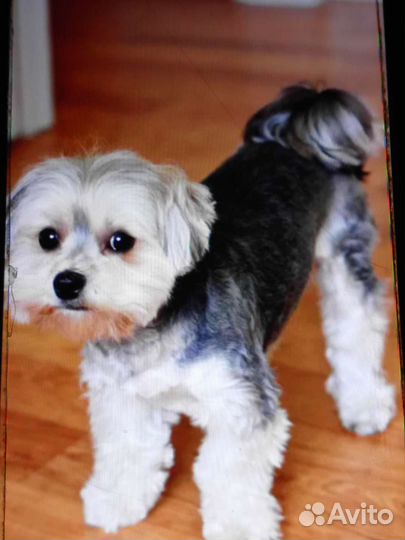 Зоогостиница передержка для животных