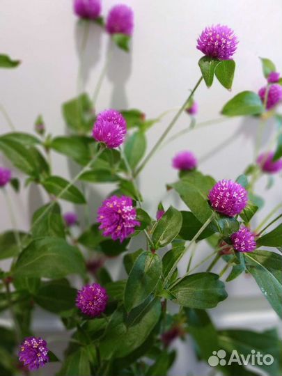 Гомфрена сухоцвет