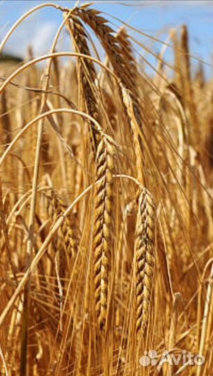 Продам зерно ячмень