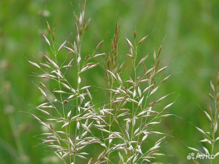 Семена Райграс однолетний оптом от 100кг