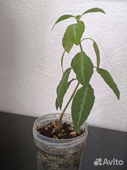 Комнатные цветы, Руэлия