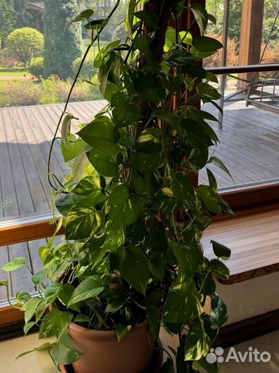 Сциндапсус цветок