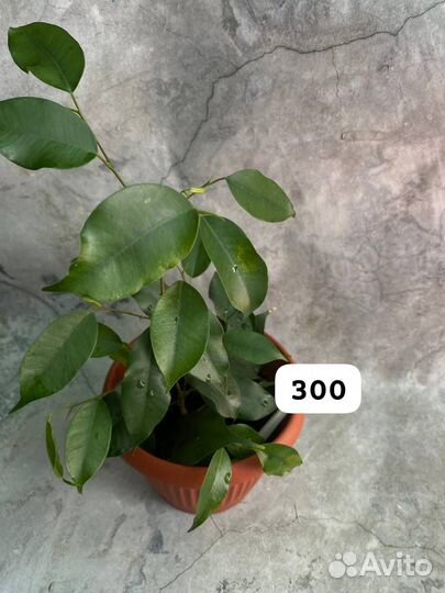 Бенджамина