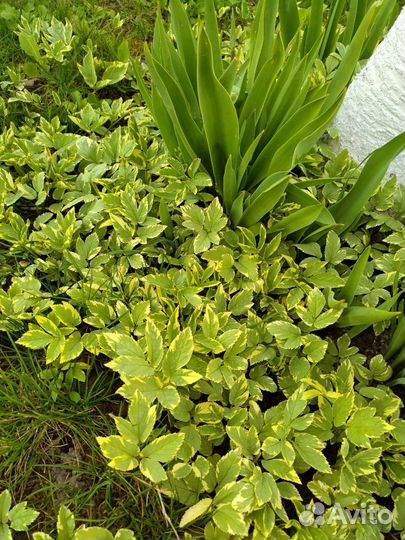 Сныть Вариегата, птицемлечник, маргаритки