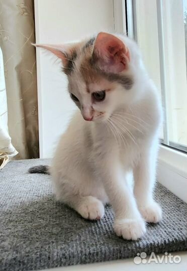 Котята в добрые руки бесплатно