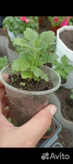 Хризантемы мультифлора