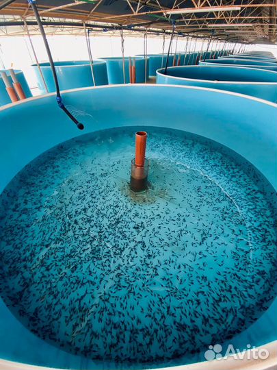 Малёк, живая рыба