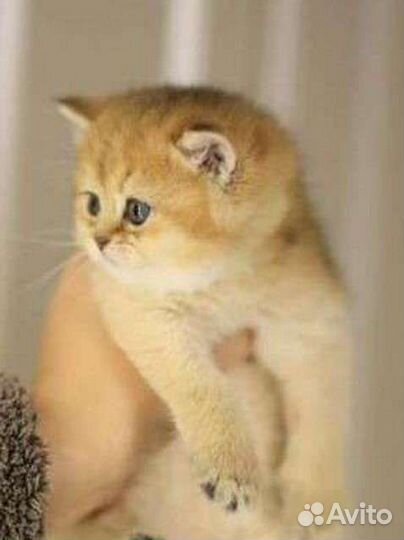 Британские золотые котята шиншиллы