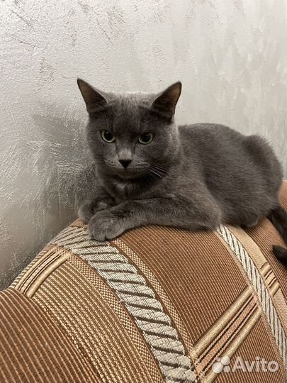 Русская голубая Шеба