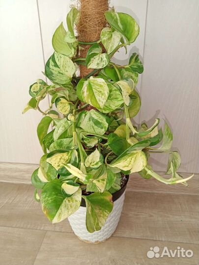 Эпипремнум, Сингониум, Филодендрон