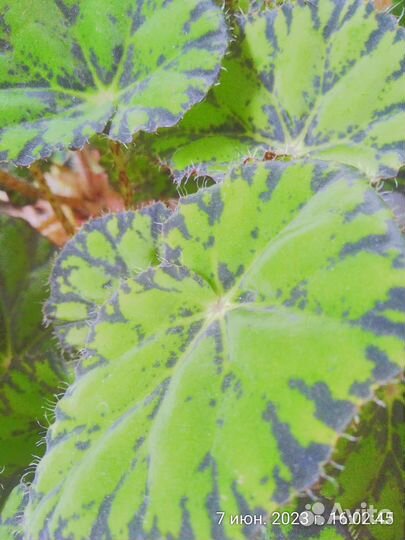 Бегония декоративно лиственная