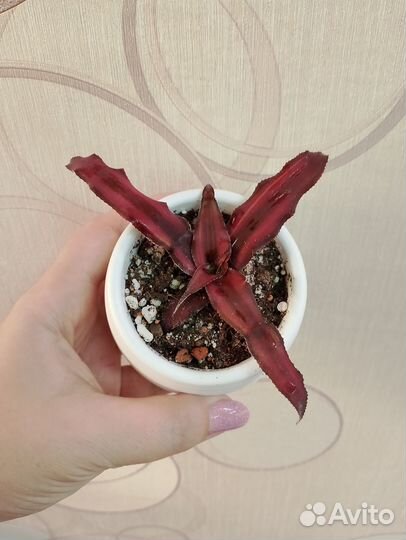 Криптантус ред стар в кашпо Cryptanthus