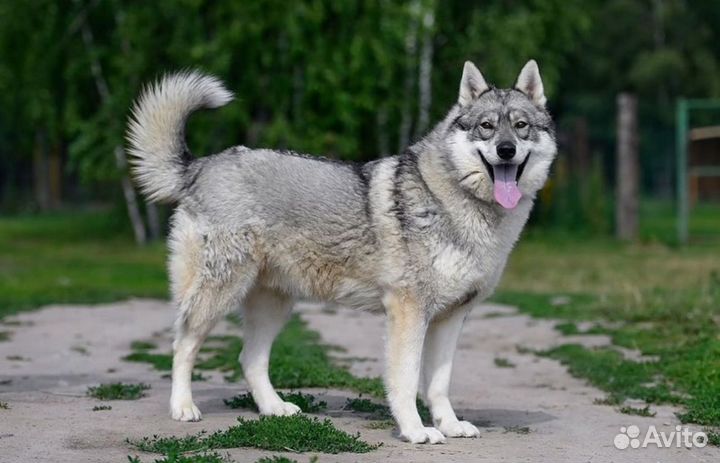 Аляскинский маламут Борзик ищет дом