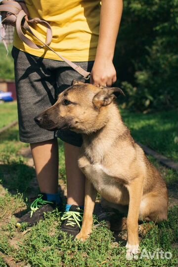 Собака Терра